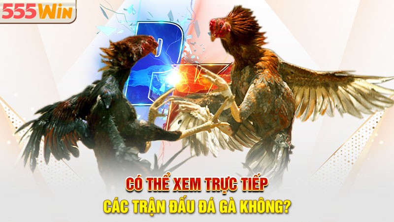 Có thể xem trực tiếp các trận đấu đá gà 555win không?