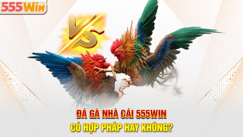 Đá Gà 555win có hợp pháp hay không?
