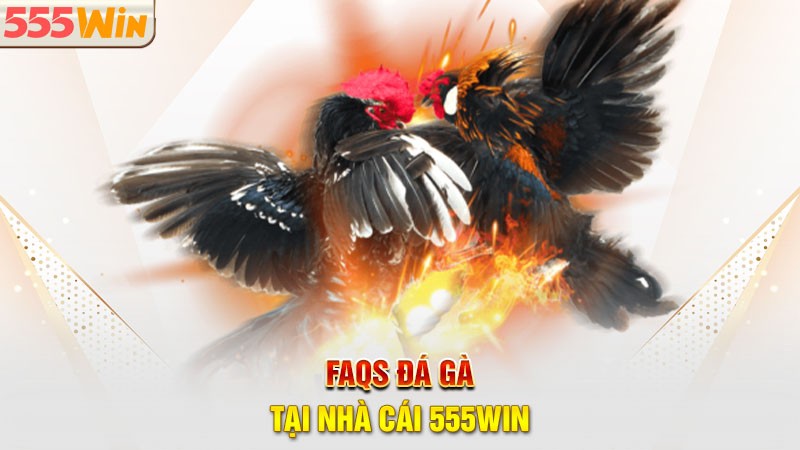 FAQs - Những điều liên quan đến sảnh đá gà 555win