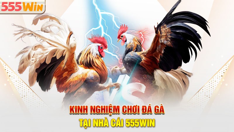 Kinh nghiệm chơi đá gà 55win được các lão làng chia sẻ