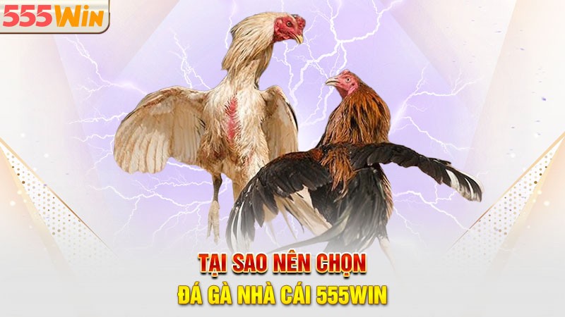 Tại sao nên chọn đá gà 555win làm điểm đến để trải nghiệm?